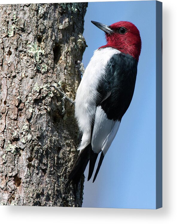 Woodpecker Acrylic Print featuring the photograph Red Head Pose by Art Cole
