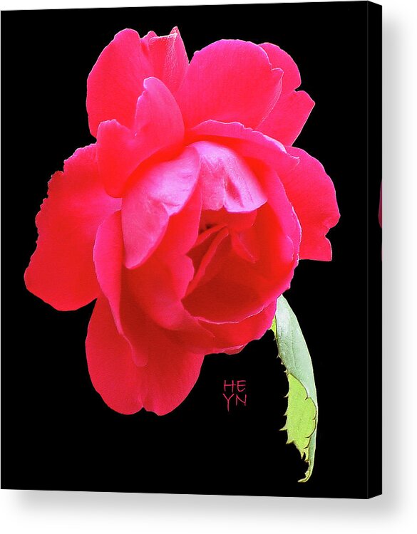 Cutout Acrylic Print featuring the photograph Red Rose Cutout by Shirley Heyn