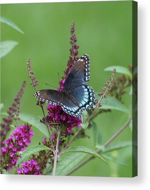 Red-spotted Purple Butterfly Acrylic Print featuring the photograph Red-spotted Purple Butterfly on Butterfly Bush by Robert E Alter Reflections of Infinity