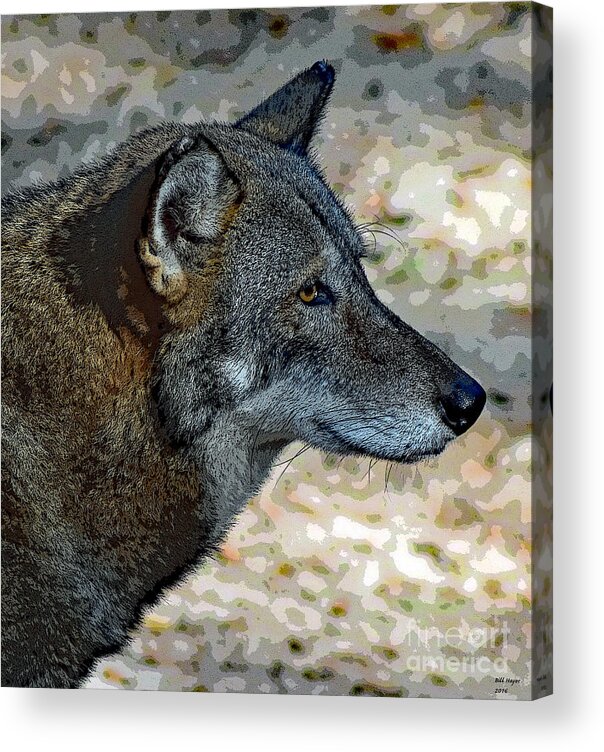 Art Acrylic Print featuring the photograph Red Wolf by DB Hayes