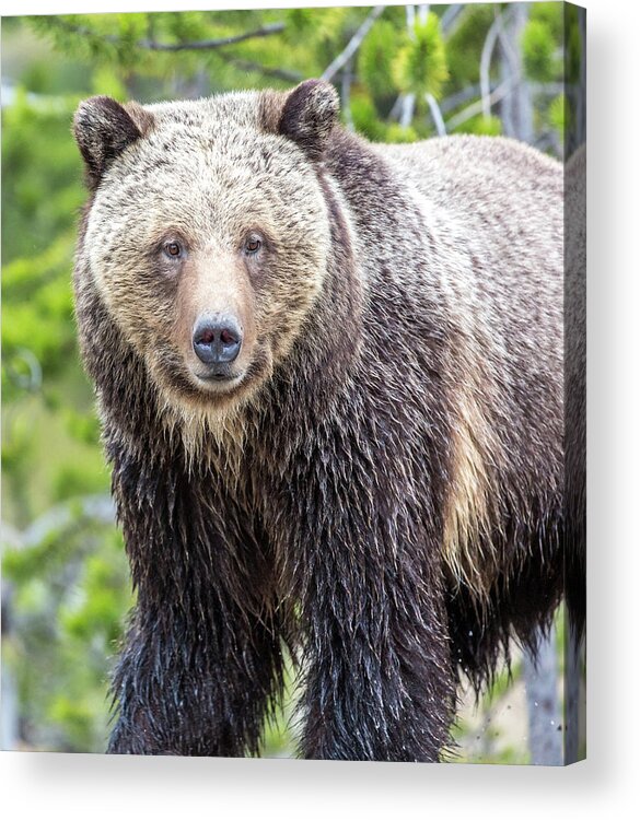 Grizzly Acrylic Print featuring the photograph River Crossing by Kevin Dietrich