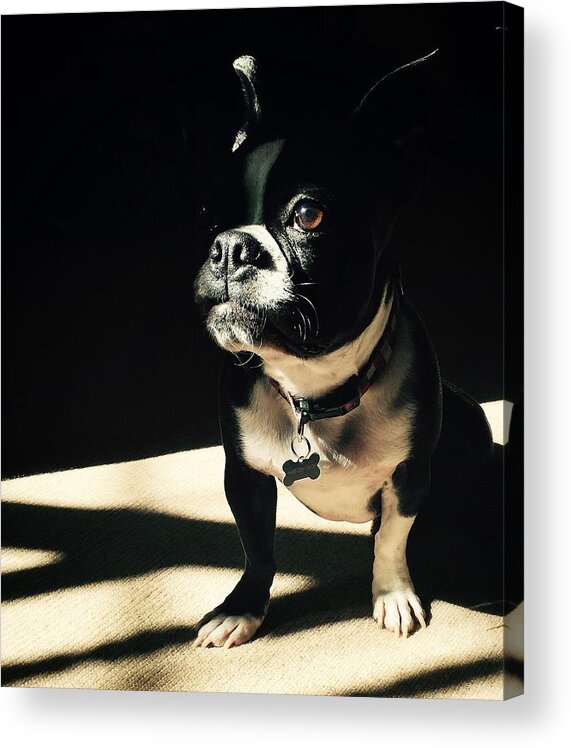 Boston Terrier Acrylic Print featuring the photograph Rocky by Sharon Jones