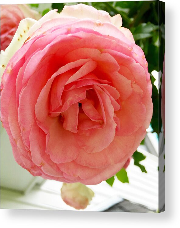 Rose Acrylic Print featuring the photograph Roses and Clapboard by Beth Saffer