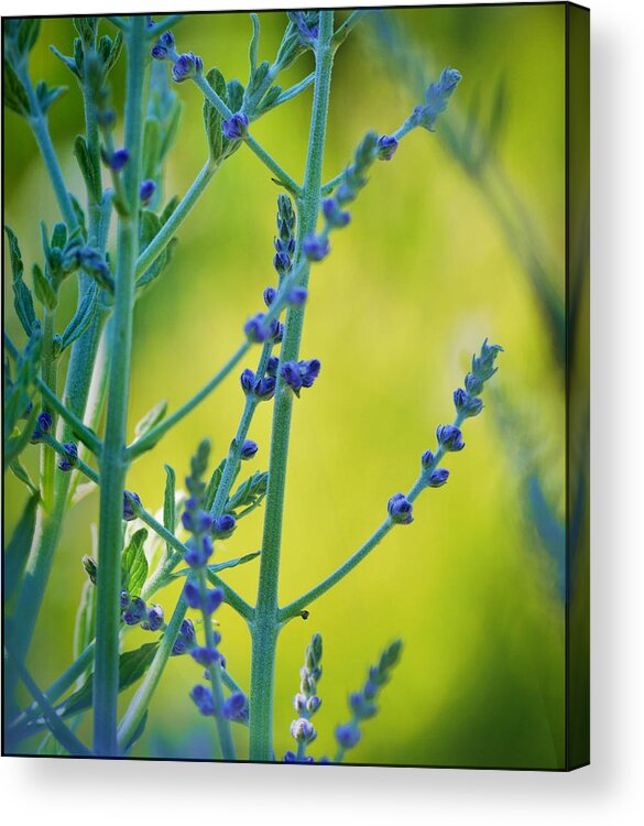 Russian Acrylic Print featuring the photograph Russian Sage by Douglas MooreZart