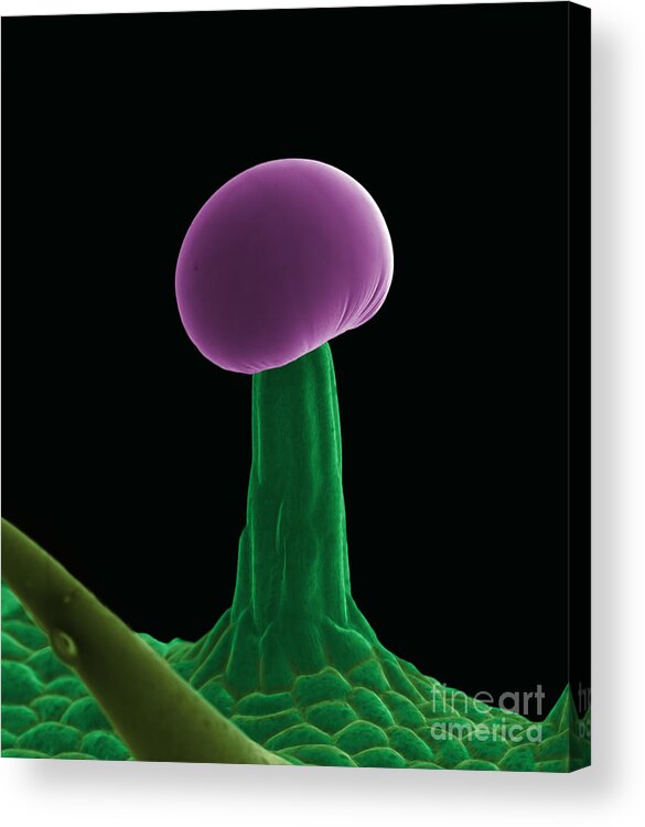 Biological Acrylic Print featuring the photograph SEM Cannabis Trichome by Ted Kinsman