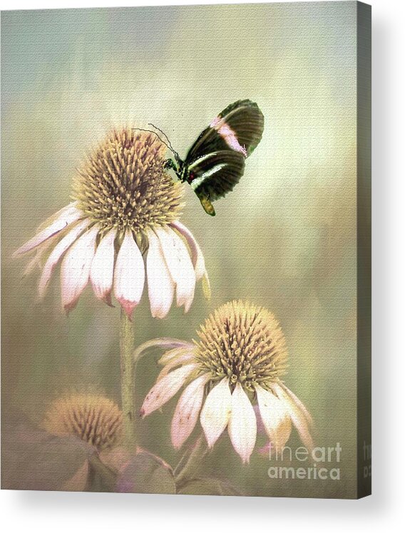Butterfly Acrylic Print featuring the photograph Small Postman Butterfly on Cone Flower by Janette Boyd