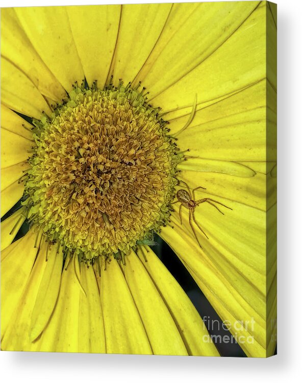 Yellow Acrylic Print featuring the digital art Sneaky Fellow by Maggie Magee Molino