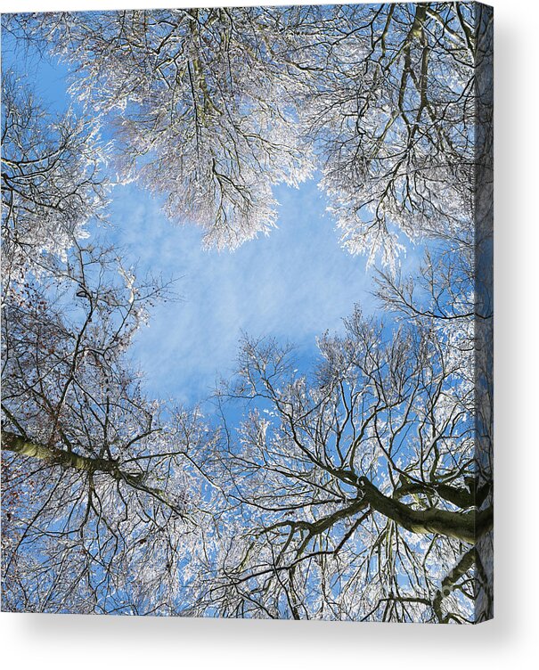 Beech Trees Acrylic Print featuring the photograph Snow Beeches by Tim Gainey