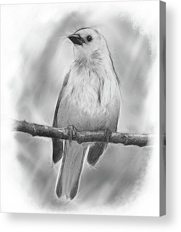 Bird Acrylic Print featuring the digital art Songbird by Yuichi Tanabe