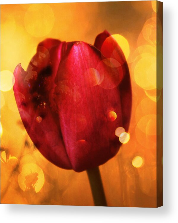 Flowers Acrylic Print featuring the photograph Sparkle of the Tulip by Cathie Tyler