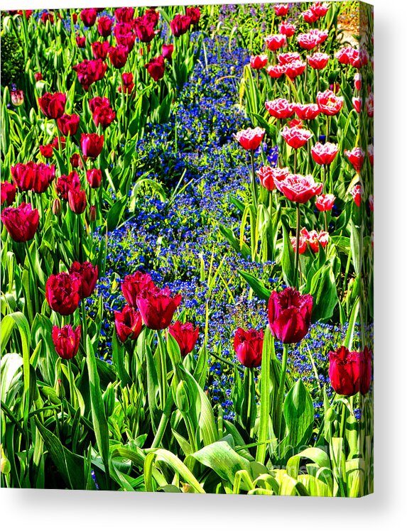 Spring Acrylic Print featuring the photograph Spring Flowers Impression by Olivier Le Queinec