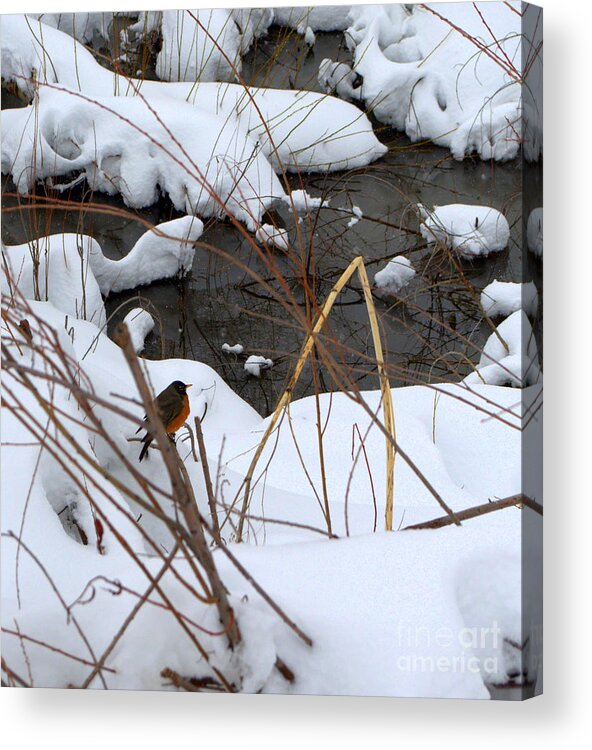 Bird Acrylic Print featuring the photograph Spring Snow2 by Anjanette Douglas