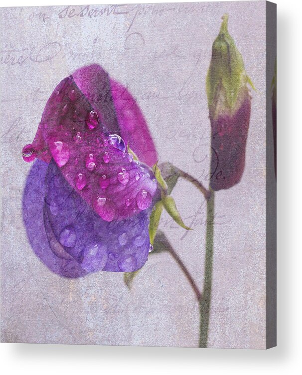 Sweet Acrylic Print featuring the photograph Sweet Pea Raindrops by Diane Fifield