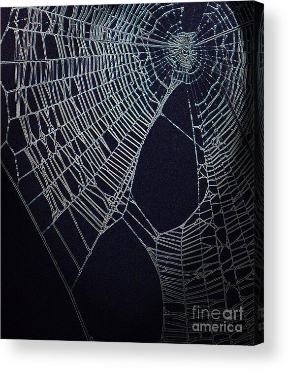 Spiders Acrylic Print featuring the photograph Tangled Webs by Cindy Manero