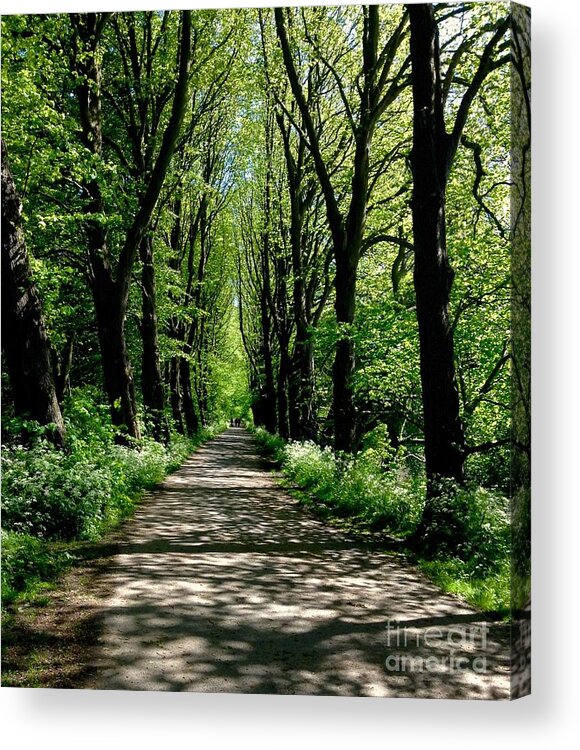 Mill Park Preston Acrylic Print featuring the photograph The Avenue of Limes At Mill Park 3 by Joan-Violet Stretch