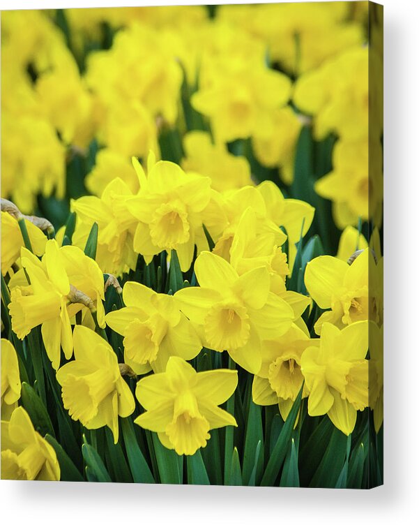 Daffodil Acrylic Print featuring the photograph The Daffodil Patch by Bill Pevlor