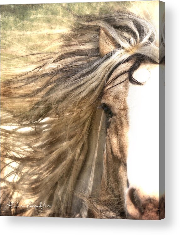 Horse Acrylic Print featuring the photograph The Wild Side by Ryan Courson