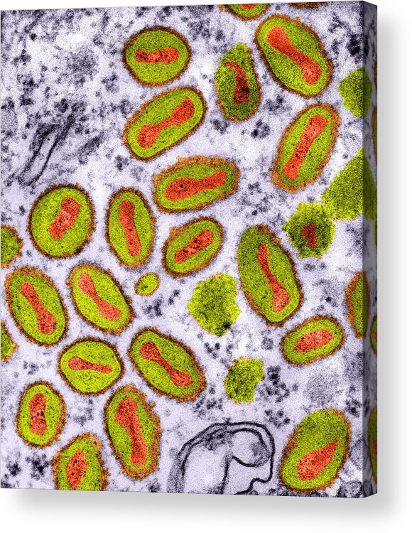 Cowpox Acrylic Print featuring the photograph Vaccinia Viruses, Tem by Dr Klaus Boller
