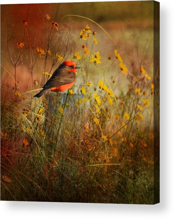 Vermilion Flycatcher Acrylic Print featuring the photograph Vermilion Flycatcher at St. Marks by Carla Parris