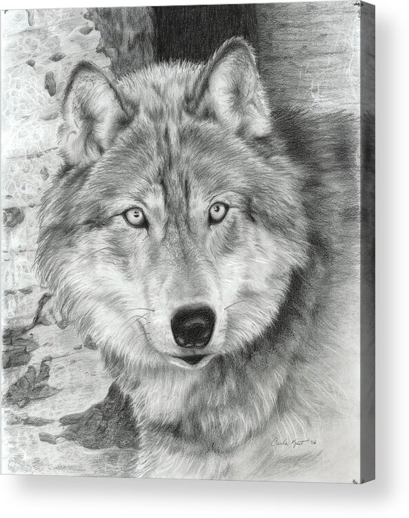 Pencil Acrylic Print featuring the drawing Watchful Eyes by Carla Kurt
