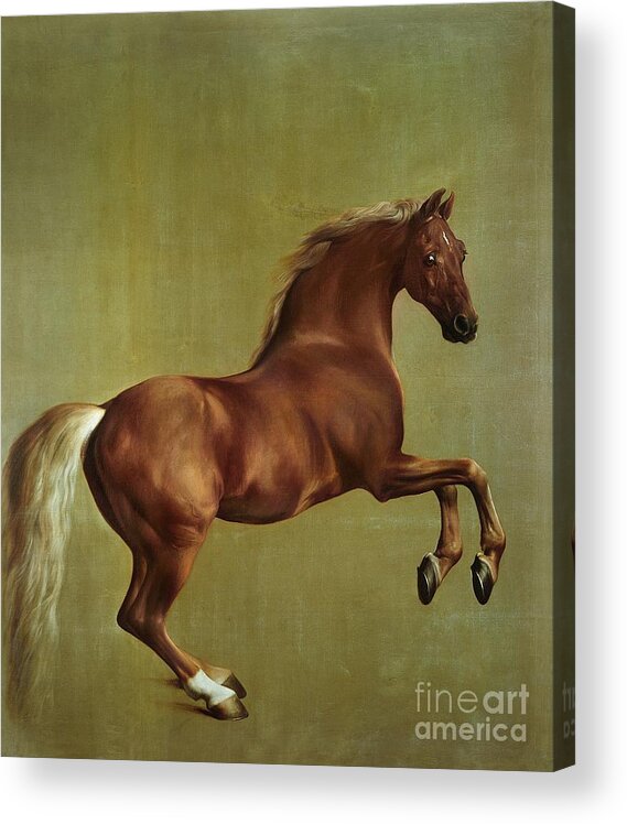 Whistlejacket Acrylic Print featuring the painting Whistlejacket by George Stubbs