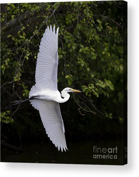Bird Acrylic Print featuring the photograph White Egret In Flight-Signed-#0716 by J L Woody Wooden