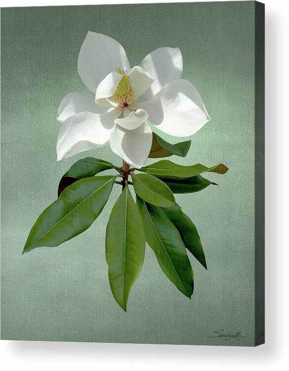 Flower Acrylic Print featuring the digital art White Magnolia by M Spadecaller