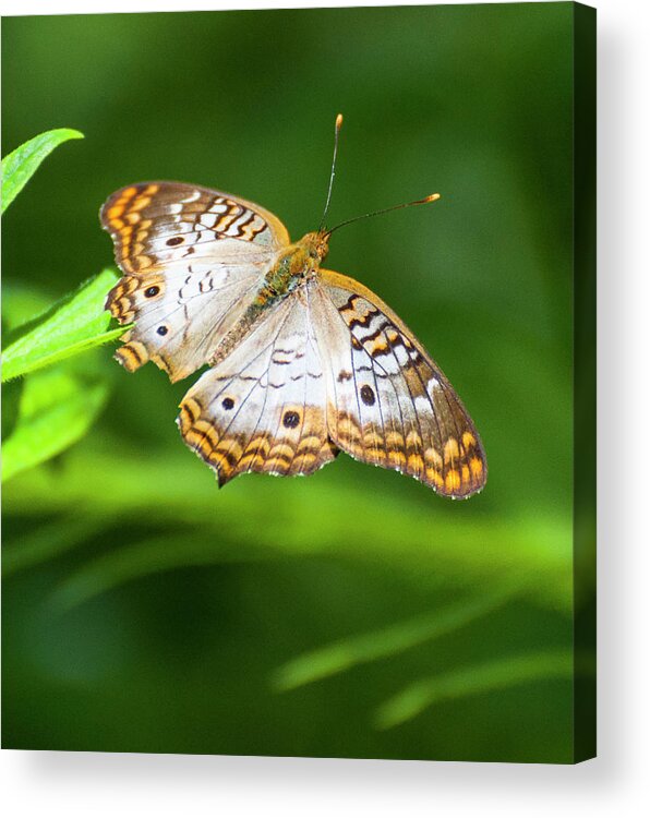 Animal Acrylic Print featuring the photograph White Peacock Butterfly 5252 by Ginger Stein