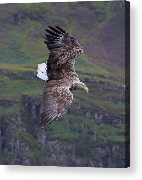 White-tailed Eagle Acrylic Print featuring the photograph White-Tailed Eagle Banks by Pete Walkden