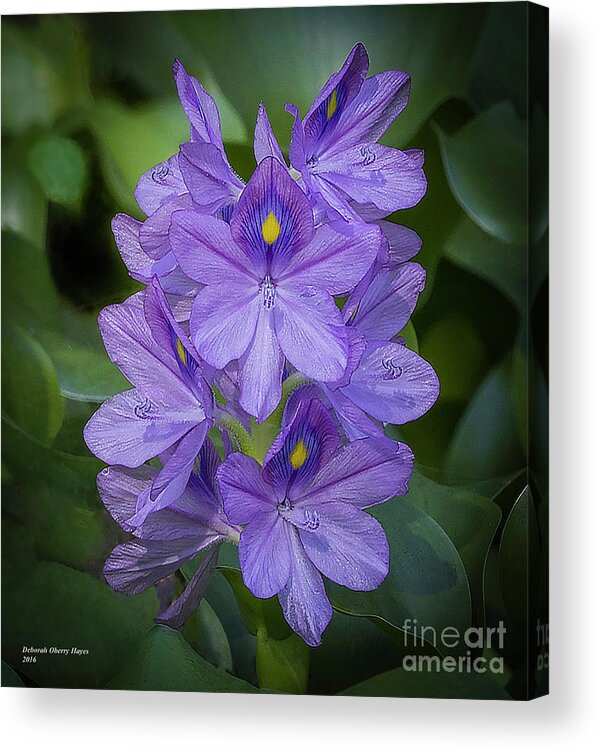 Flowers Acrylic Print featuring the photograph Wild Water Hyacinth by DB Hayes