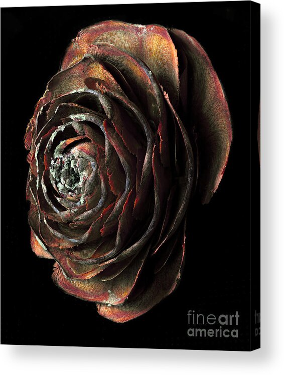 Rose Acrylic Print featuring the photograph Wood Rose by Russell Brown