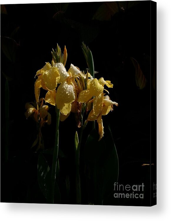 Yellow Bearded Irises Acrylic Print featuring the photograph Yellow Irises Illuminated by Anita Adams