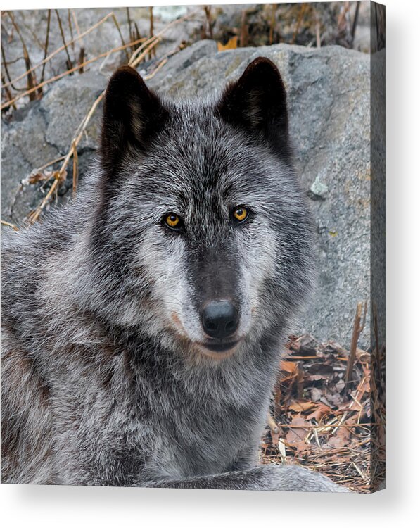 Wolf Acrylic Print featuring the photograph Zephyr by Roni Chastain