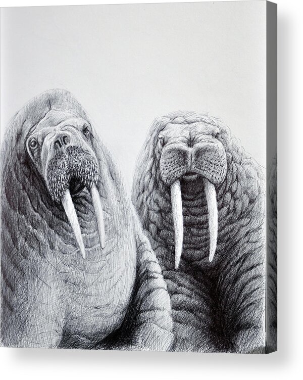 Animal Acrylic Print featuring the drawing Walrus Buddies by Rick Hansen