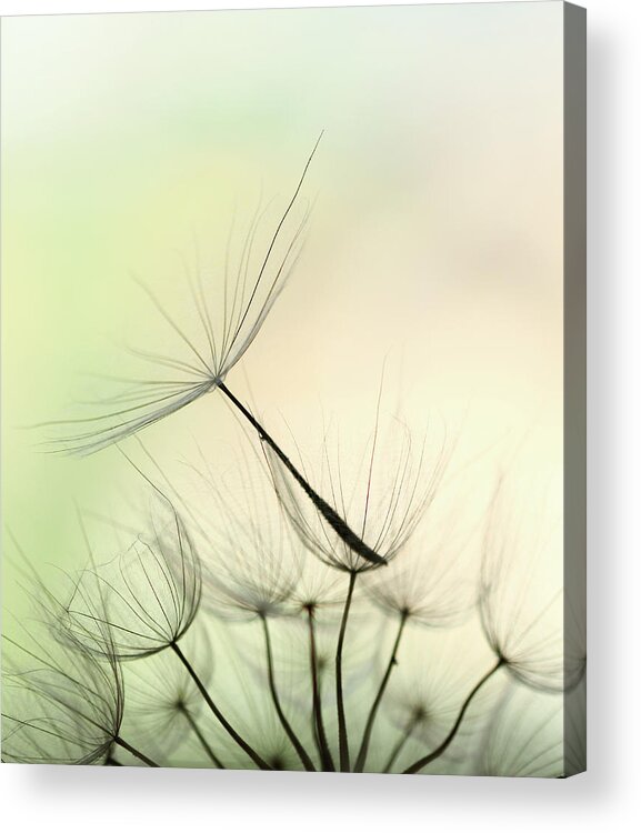 Single Flower Acrylic Print featuring the photograph Dandelion Seed #2 by Jasmina007