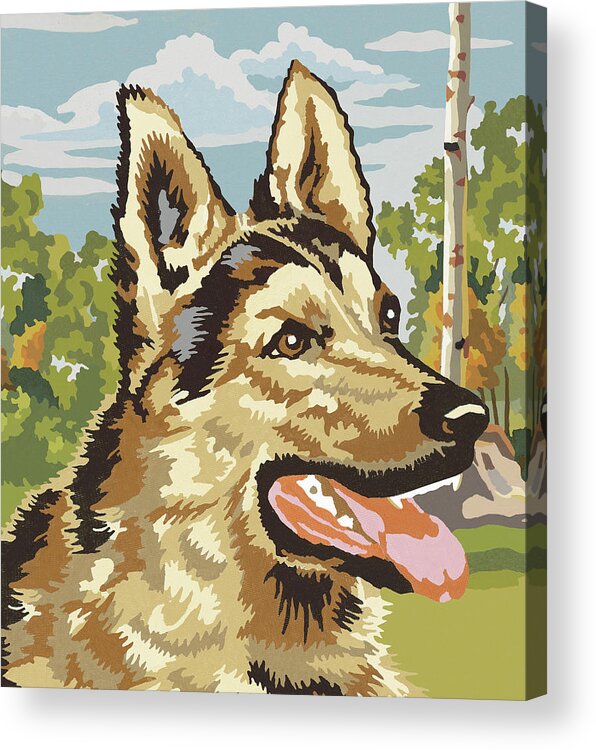 Animal Acrylic Print featuring the drawing German Shepherd #2 by CSA Images