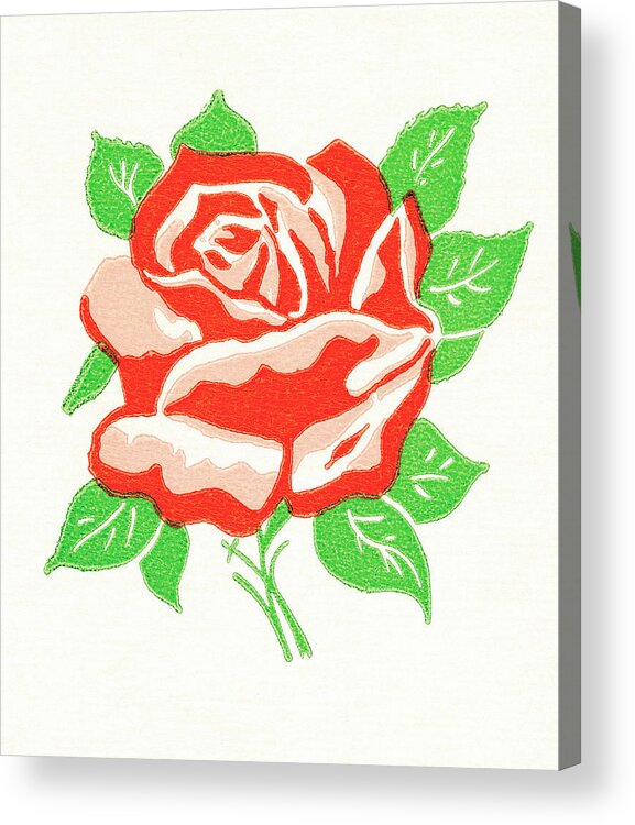 Bloom Acrylic Print featuring the drawing Rose #2 by CSA Images
