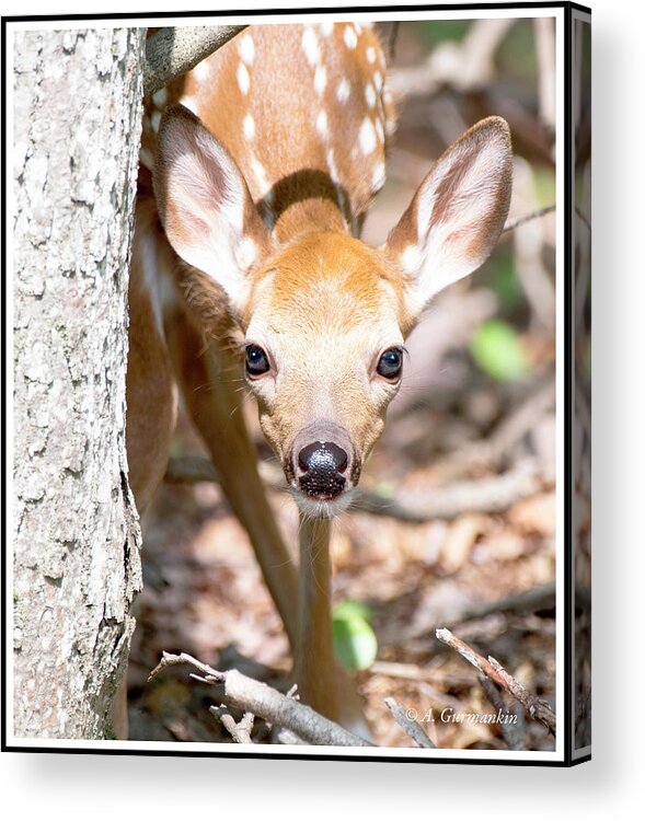 White-tailed Deer Acrylic Print featuring the photograph White-tailed Deer Fawn, Animal Portrait #2 by A Macarthur Gurmankin