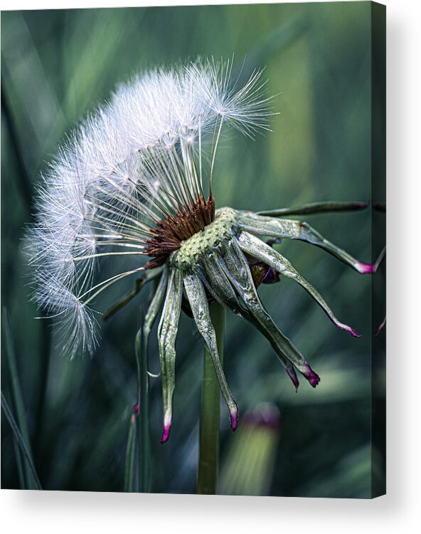 Dandelion Acrylic Print featuring the photograph Dandelion Fluff #4 by Fred Louwen