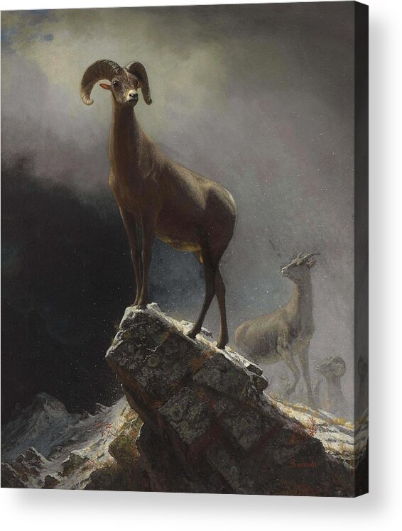 Sheep Acrylic Print featuring the painting Albert_Bierstadt_-_Rocky_Mountain_Sheep_or_Big_Horn,_Ovis,_Montana by Albert Bierstadt