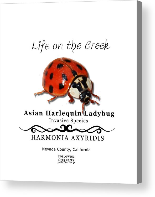 Ladybug Acrylic Print featuring the digital art Asian Harlequin Ladybug by Lisa Redfern