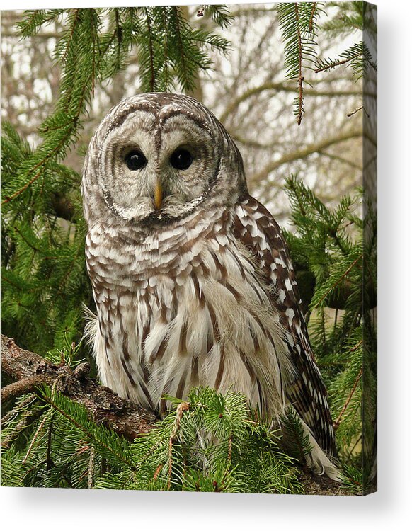 Animal Themes Acrylic Print featuring the photograph Barred Owl by Karen Von Knobloch Photographerkaren