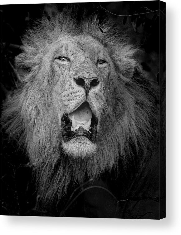 Lion Acrylic Print featuring the photograph Be A Legend by Sajeevktda
