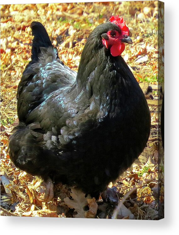 Black Chickens Acrylic Print featuring the photograph Black Jersey Giant by Linda Stern