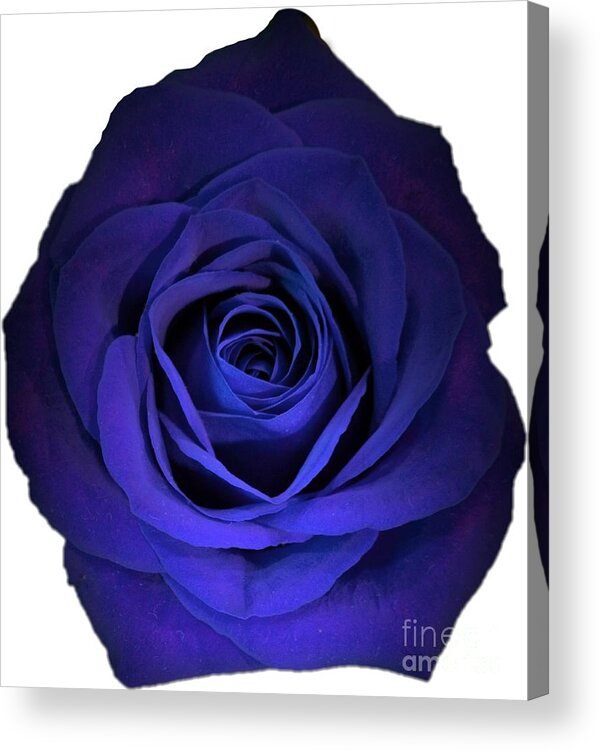 Blue Acrylic Print featuring the photograph Blue Rose Flower Photograph Best for Shirts by Delynn Addams