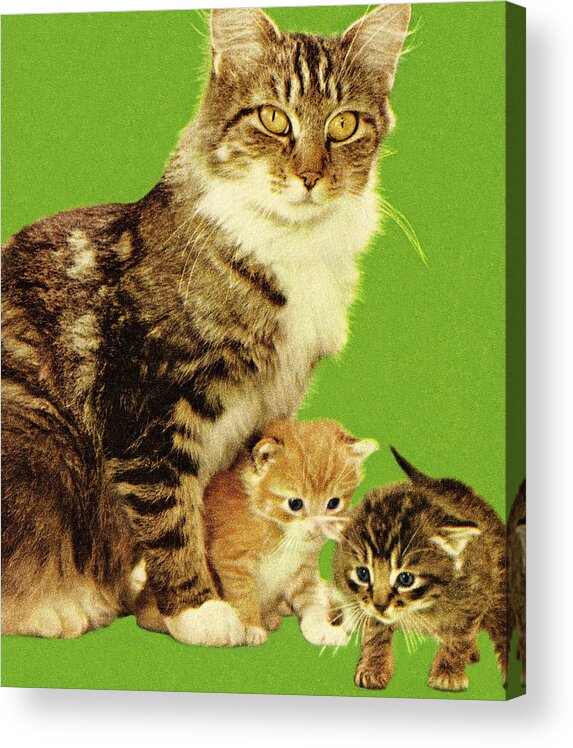 Animal Acrylic Print featuring the drawing Cat and Two Kittens by CSA Images