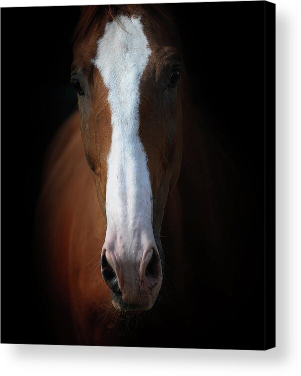 Horse Acrylic Print featuring the photograph Close Up by Photographs By Maria Itina