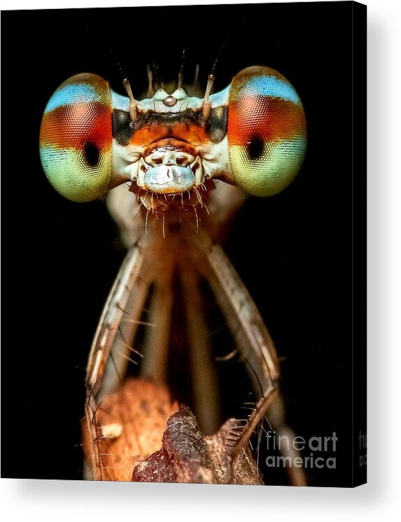 Sea Acrylic Print featuring the digital art Dragonfly by Michael Graham