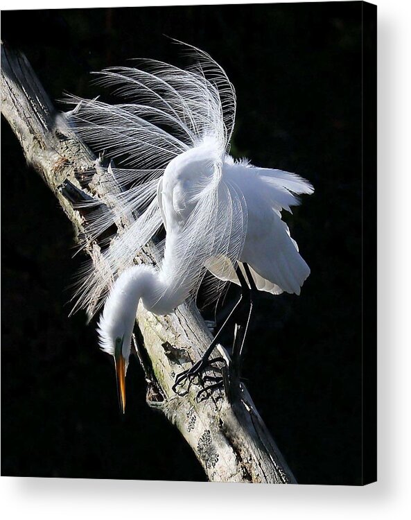 Animal Themes Acrylic Print featuring the photograph Egret Mating Plumage by Spiraling Road Photography