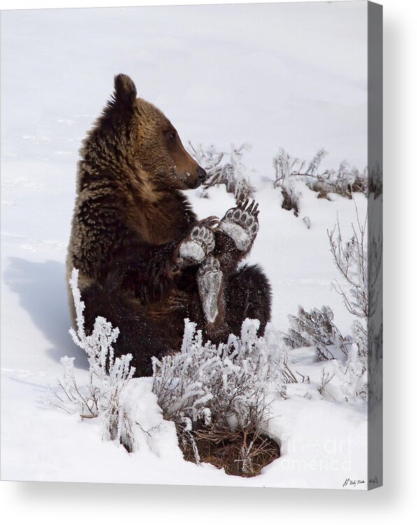 Bear Acrylic Print featuring the photograph Frosty Feet-Signed by J L Woody Wooden